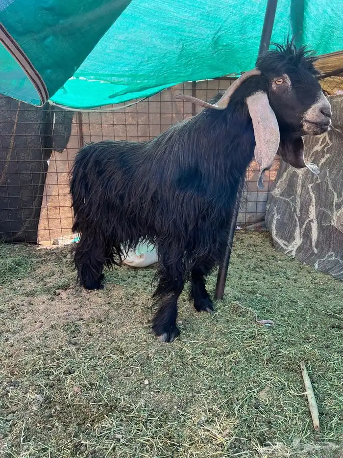 فحل عارضي مشروط 0