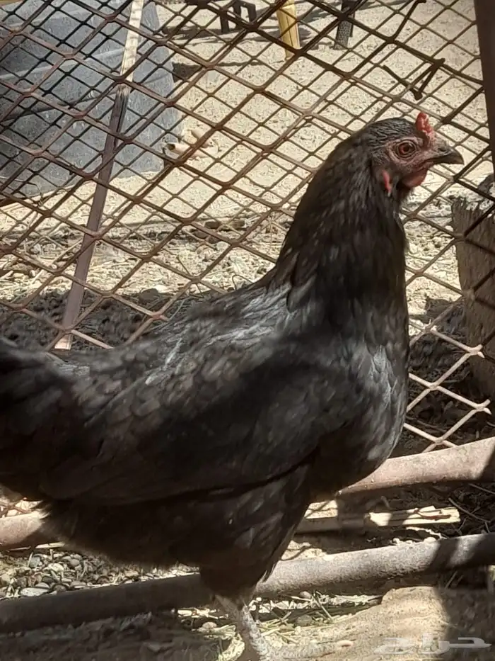 ديك وا دجاجه الدجاجه عليه 3 بيضات توه تبيض وديك بلدي 1