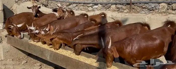 معزا دهم صنف الصنف ماشاء الله تم البيييع 2