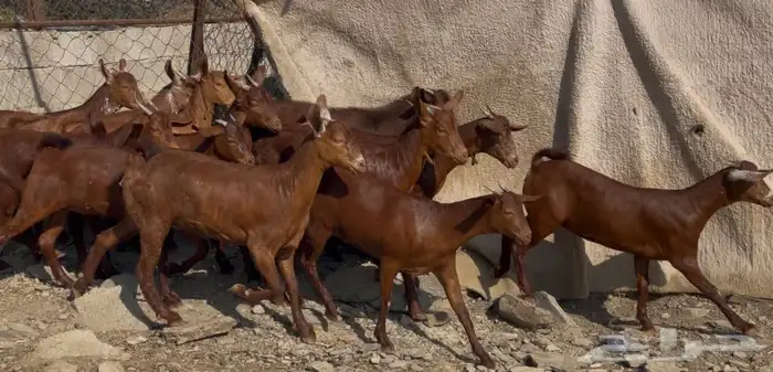 معزا دهم صنف الصنف ماشاء الله تم البيييع 14