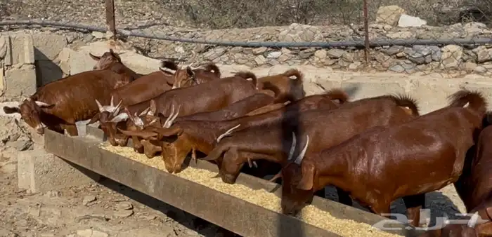 معزا دهم صنف الصنف ماشاء الله تم البيييع 3