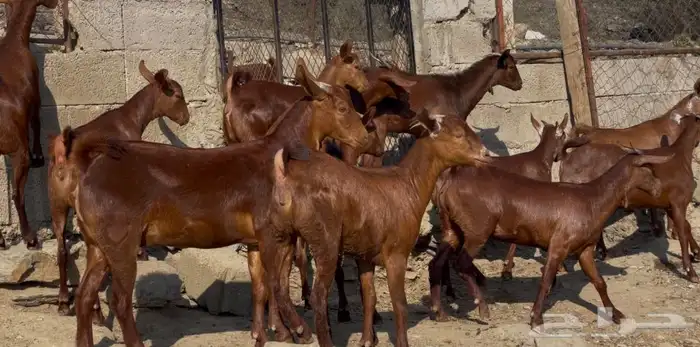 معزا دهم صنف الصنف ماشاء الله تم البيييع 16