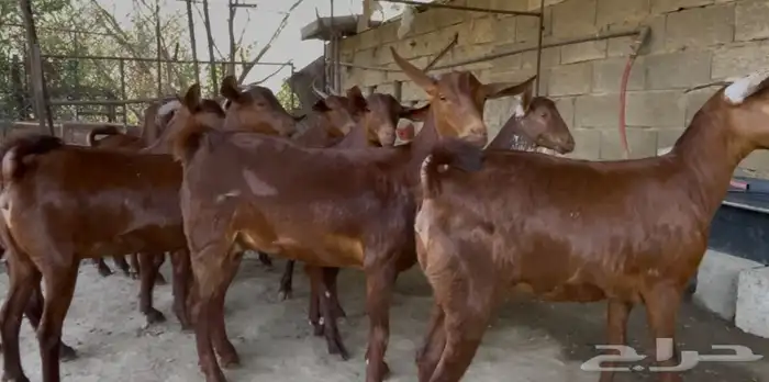 معزا دهم صنف الصنف ماشاء الله تم البيييع 6