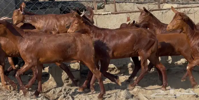 معزا دهم صنف الصنف ماشاء الله تم البيييع 11