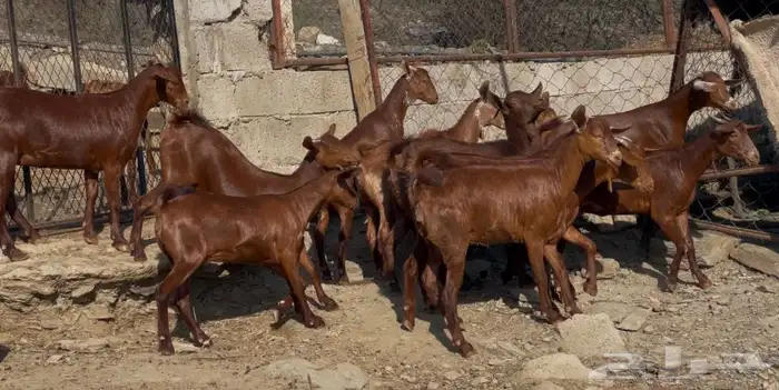 معزا دهم صنف الصنف ماشاء الله تم البيييع 15