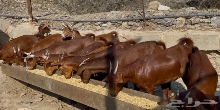 معزا دهم صنف الصنف ماشاء الله تم البيييع 4