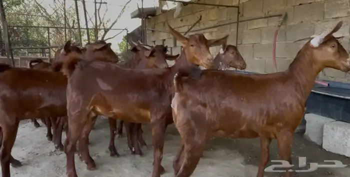 معزا دهم صنف الصنف ماشاء الله تم البيييع 7