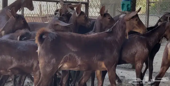 معزا دهم صنف الصنف ماشاء الله تم البيييع 9