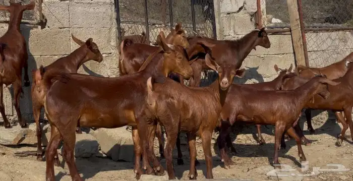 معزا دهم صنف الصنف ماشاء الله تم البيييع 17