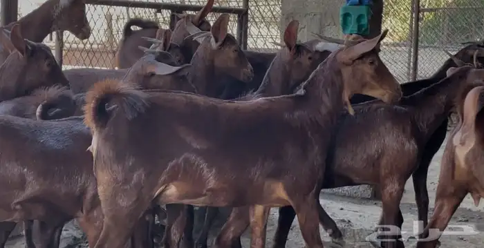 معزا دهم صنف الصنف ماشاء الله تم البيييع 10