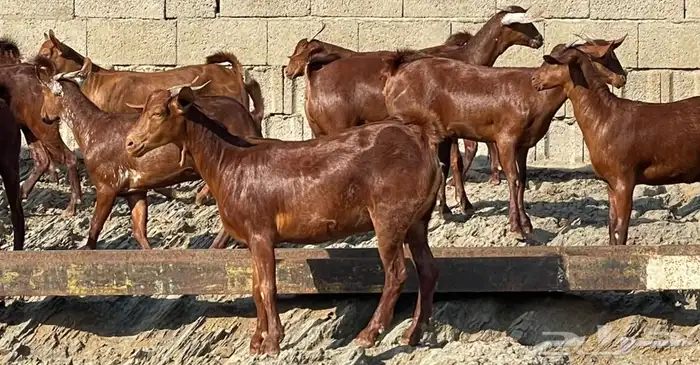 معزا دهم صنف الصنف ماشاء الله تم البيييع 19