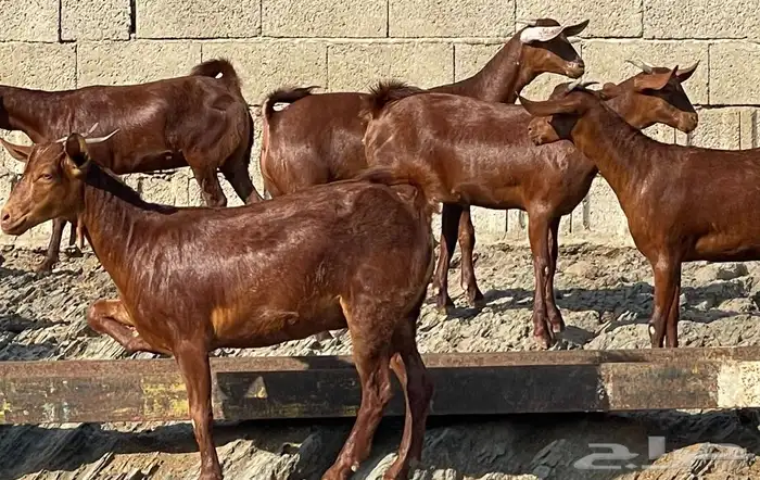 معزا دهم صنف الصنف ماشاء الله تم البيييع 18