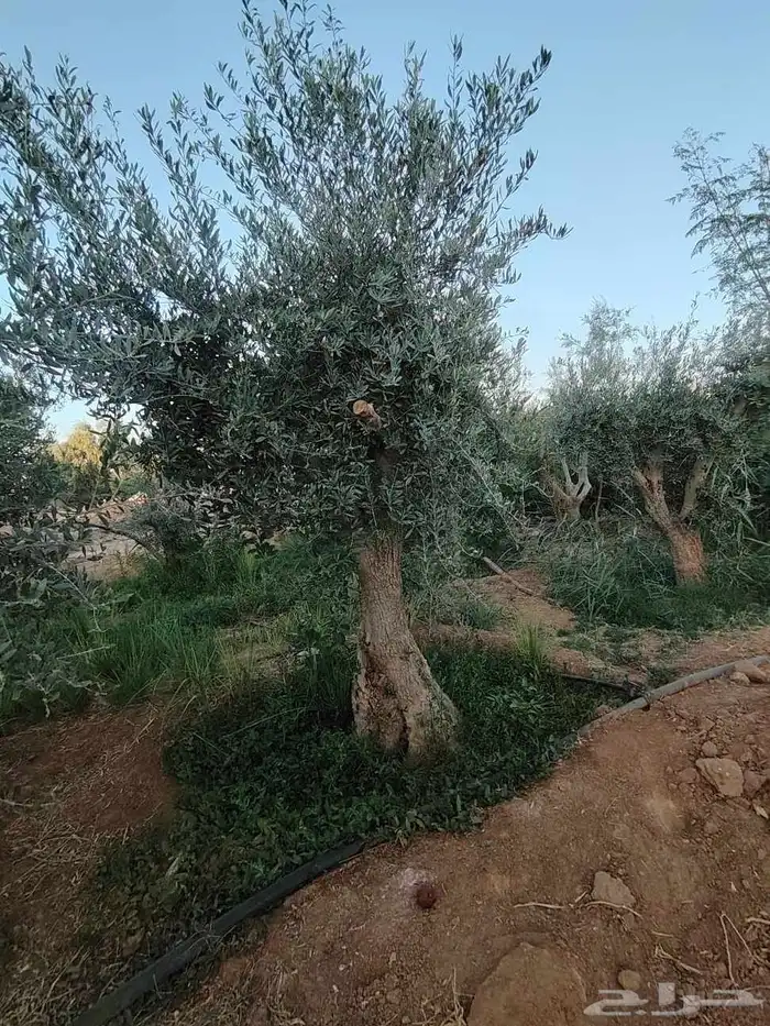 زيتون معمر لتوصل علا 8