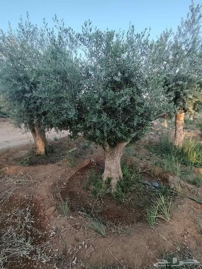 زيتون معمر لتوصل علا 7