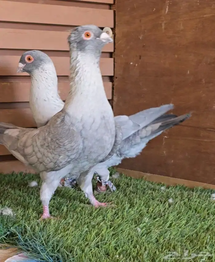 جوز قرقاطي شامي خشن 2