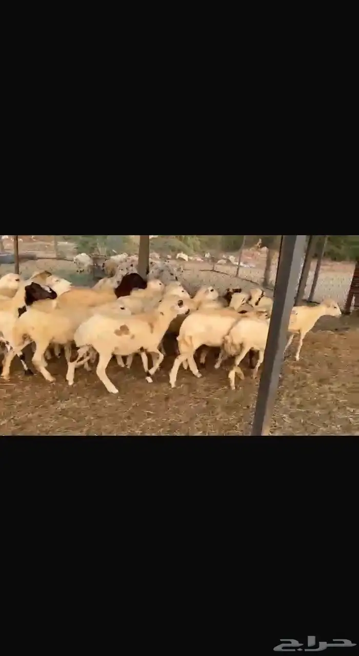 رخال رفيدي غنم 1