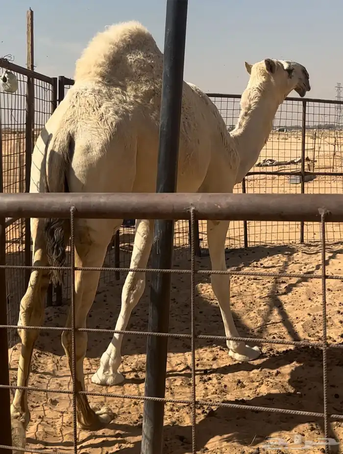 بكار كفو تماميات حقايق 3