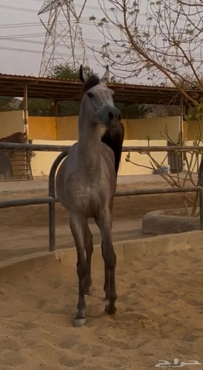 مهره واهو فاخره بنت بطل العالم اكواتور 2