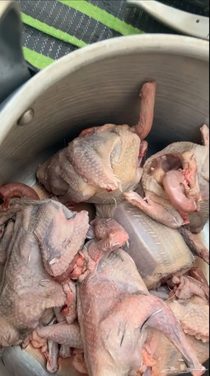 فروخ حمام للبيع فرنسي سلفر زاجل عل 26 الزوج مذبوح 0