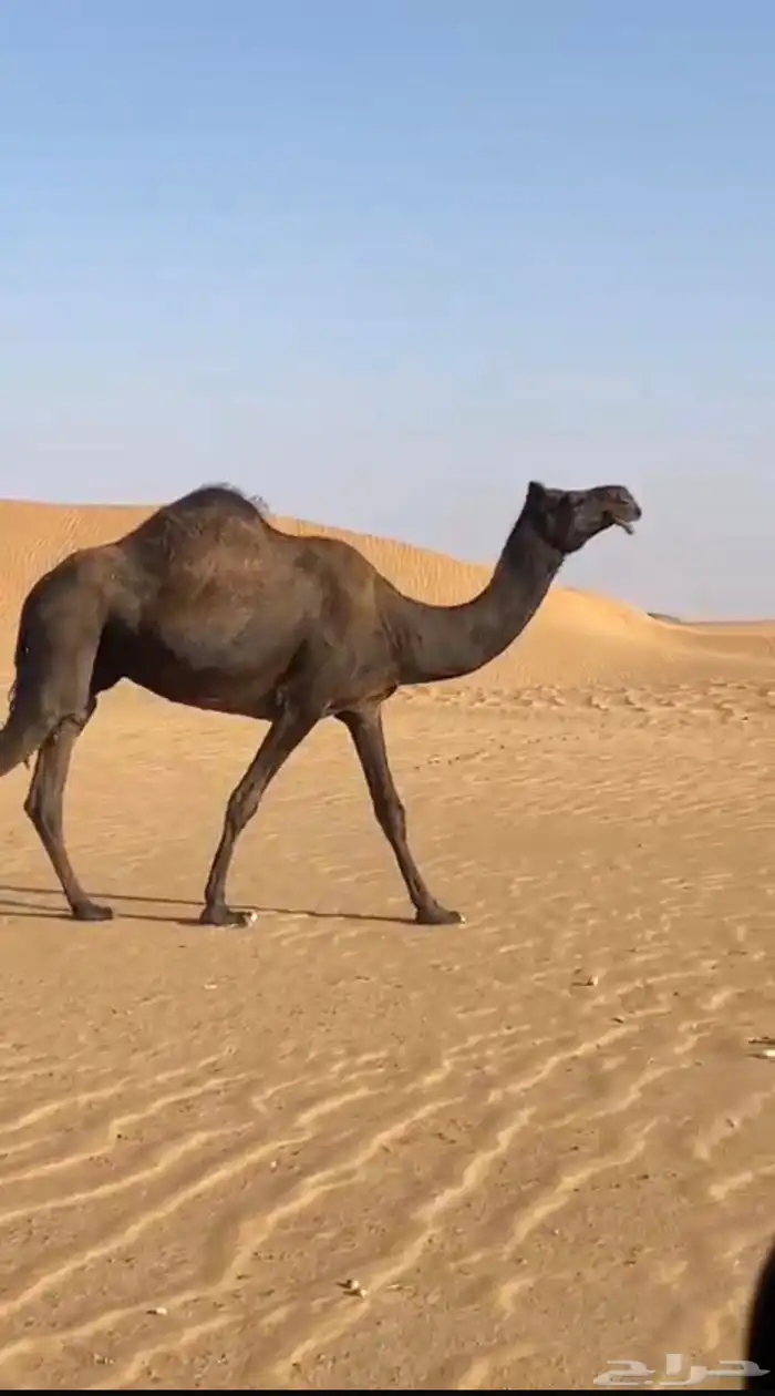 حايل للبيع 0