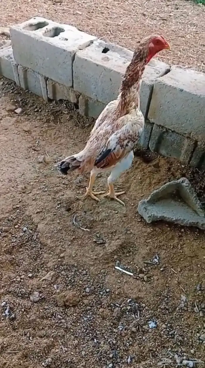 دجاج شامو ياباني توب 2