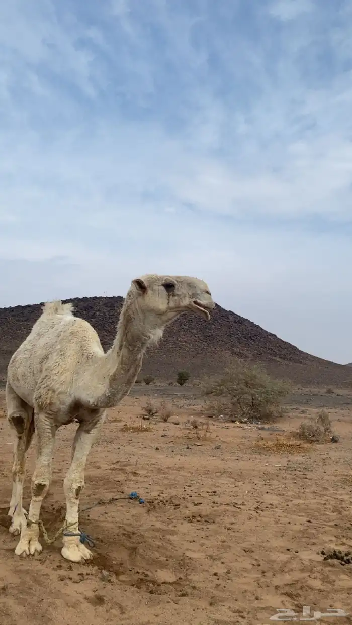 جمل اوضح باتلي 2