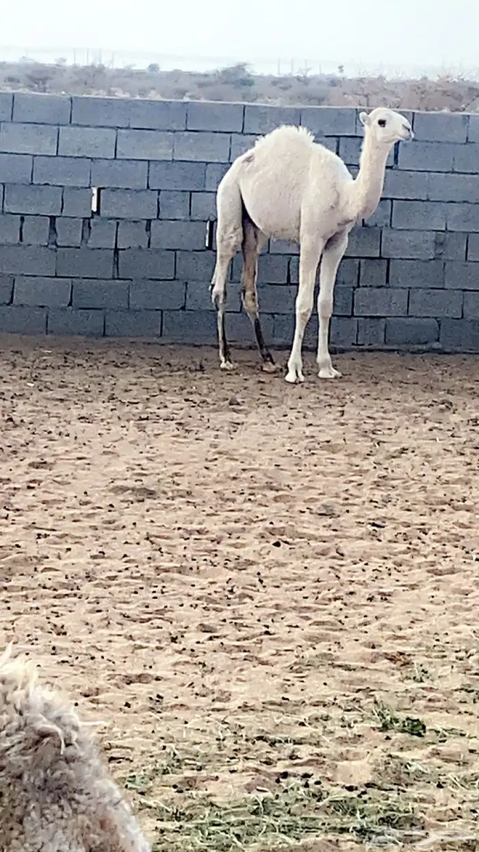 قعودين للبيع طيبه 0