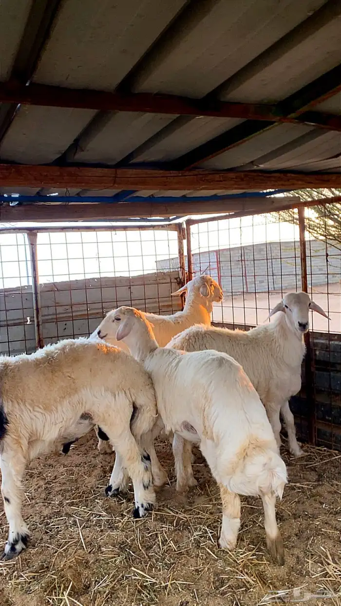 انباع الله يبارك للمشتري انباع خارج الموقع 2