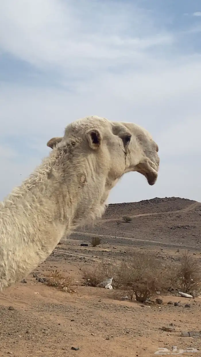 جمل اوضح باتلي 0