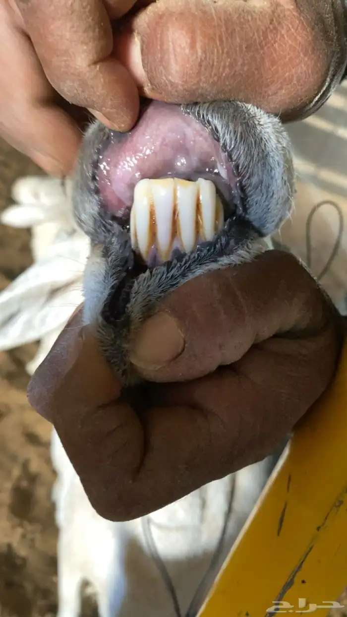 شاه حريه خلفه 4