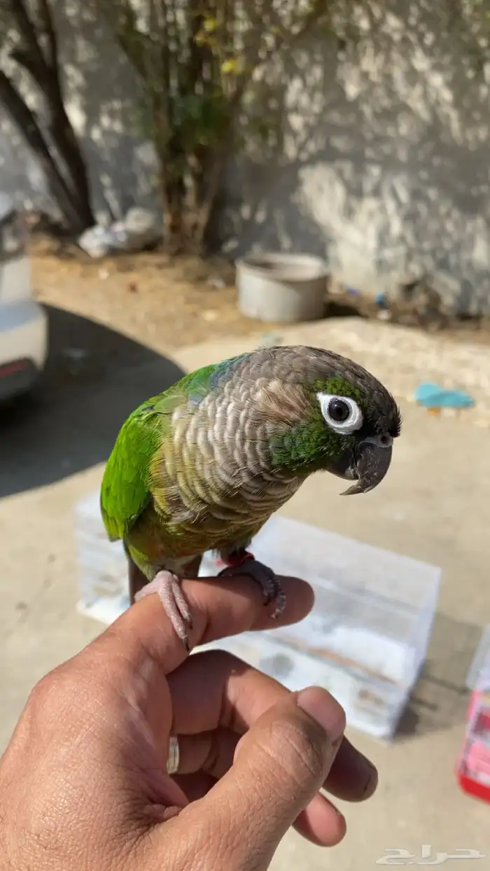 كنيور قرين شك تم البيع خارج الموقع 3