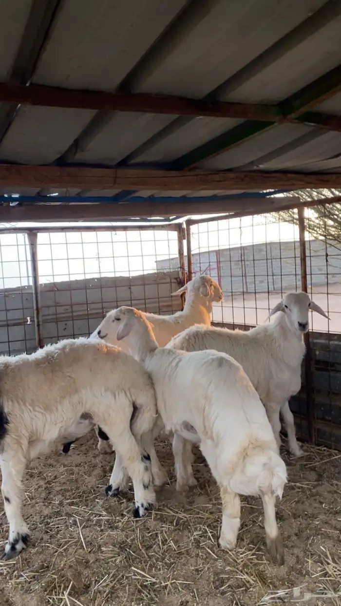 انباع الله يبارك للمشتري انباع خارج الموقع 1