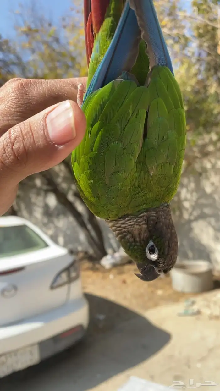 كنيور قرين شك تم البيع خارج الموقع 4