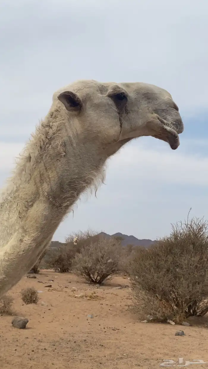 جمل اوضح باتلي 1