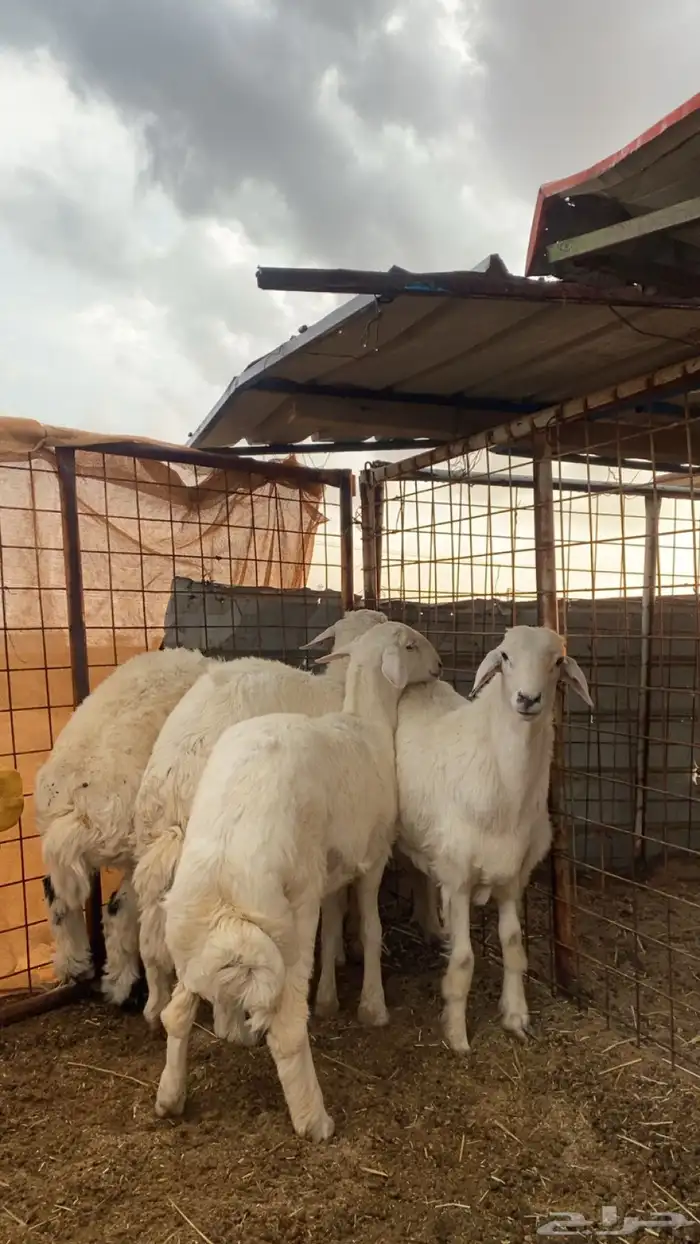 انباع الله يبارك للمشتري انباع خارج الموقع 0