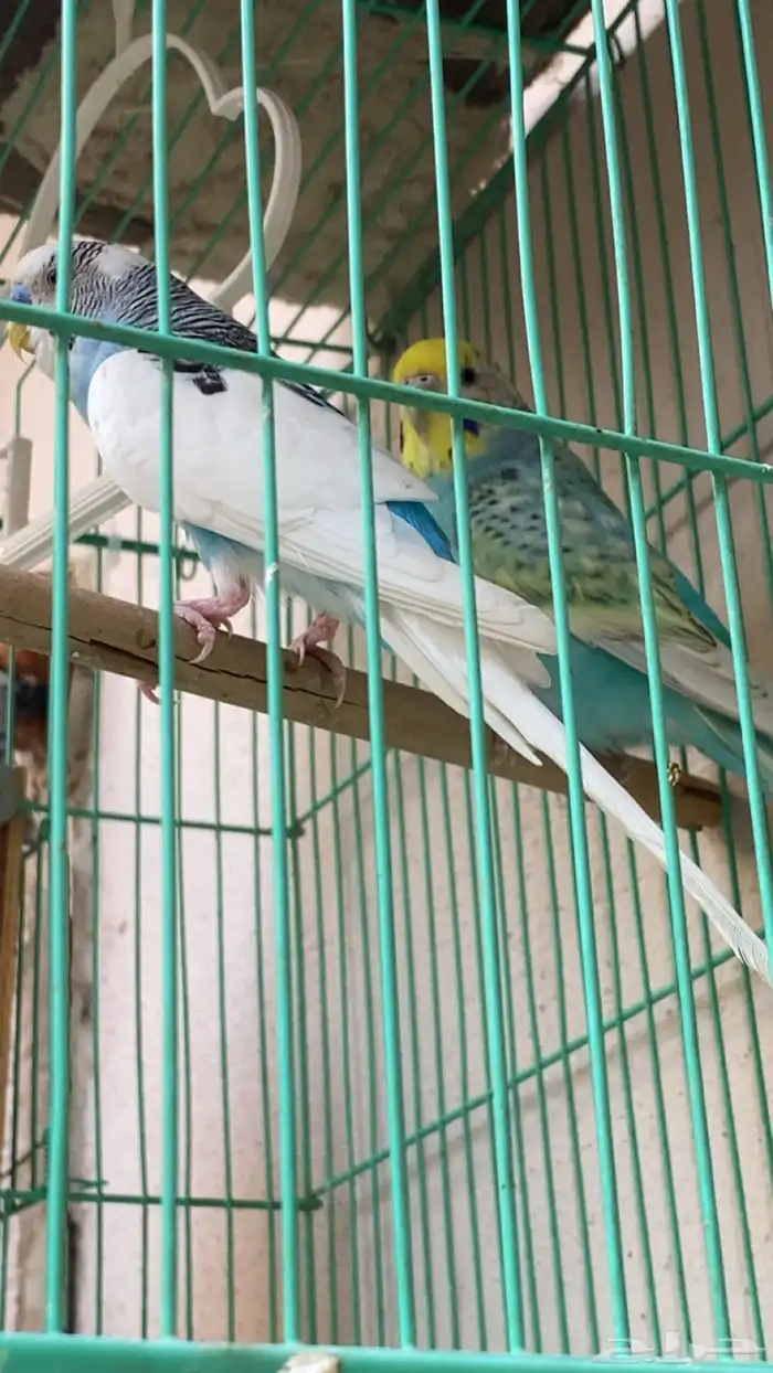 زوج بادجي منتج على الشرط 2