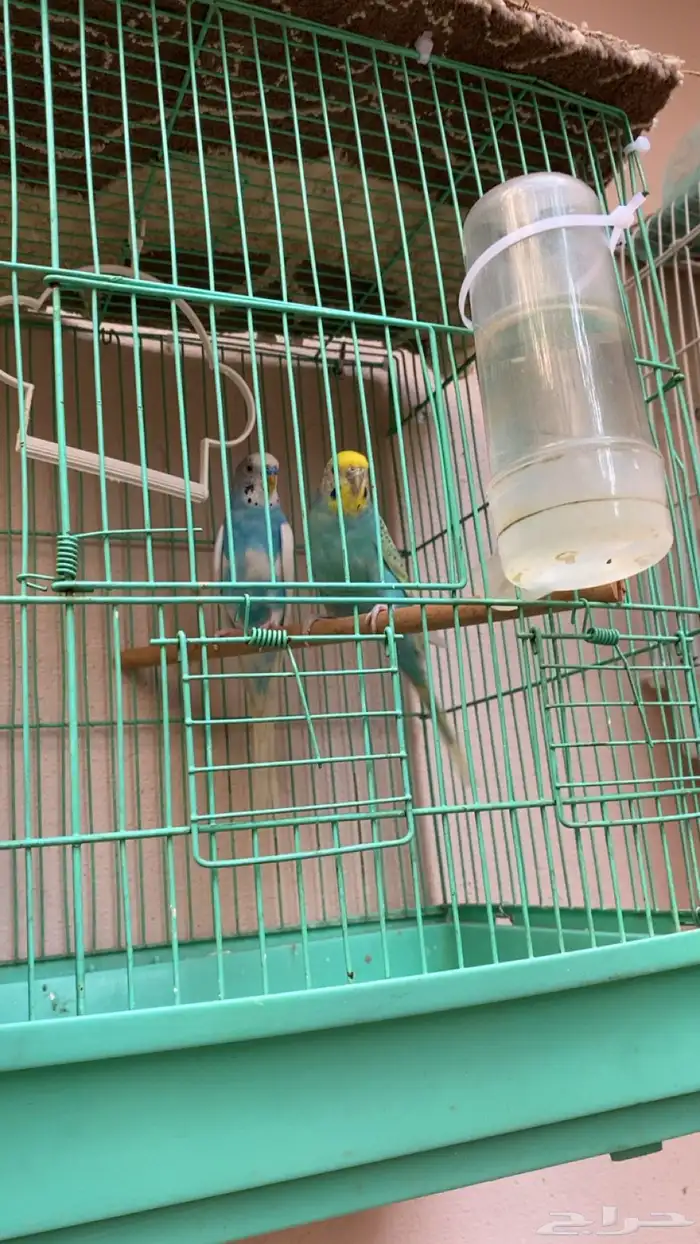 زوج بادجي منتج على الشرط 0