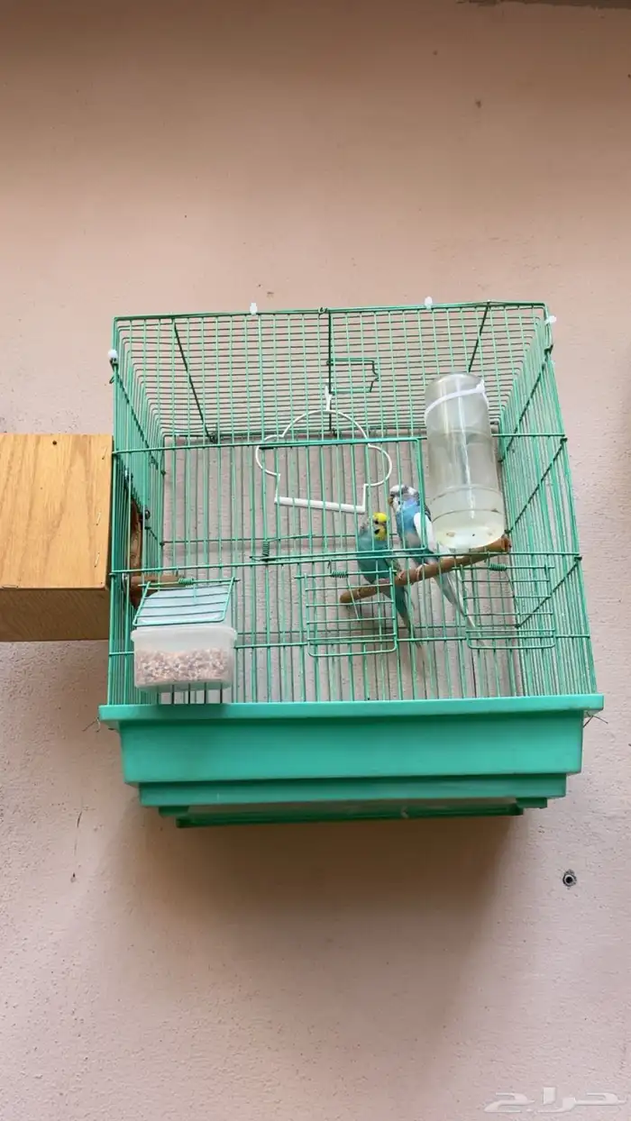 زوج بادجي منتج على الشرط 1