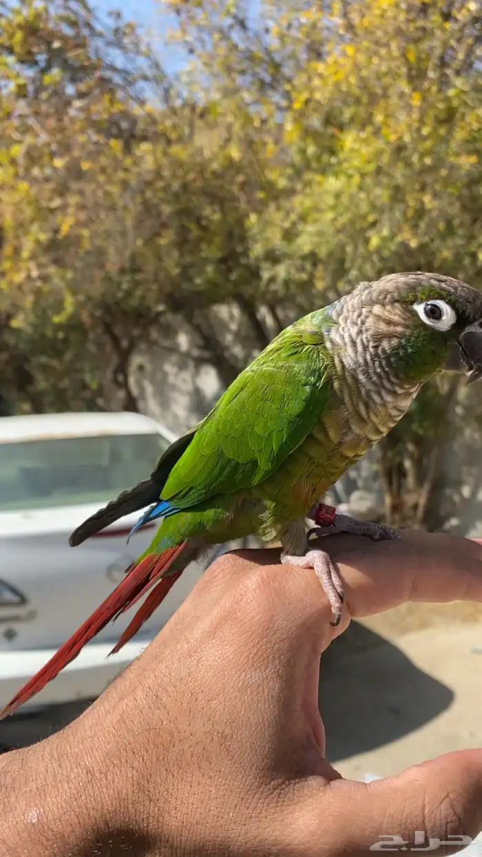 كنيور قرين شك تم البيع خارج الموقع 2