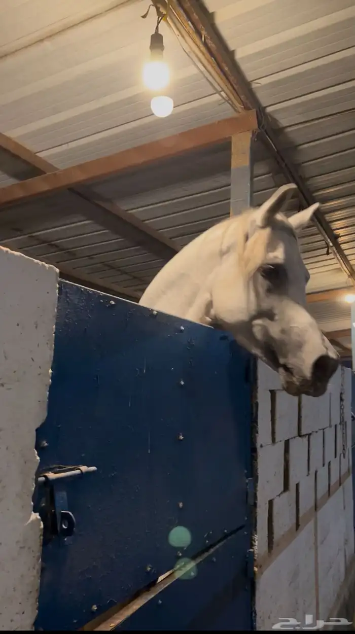 حصان واهو ولد عمار العامريه جده العديد الشقب 3