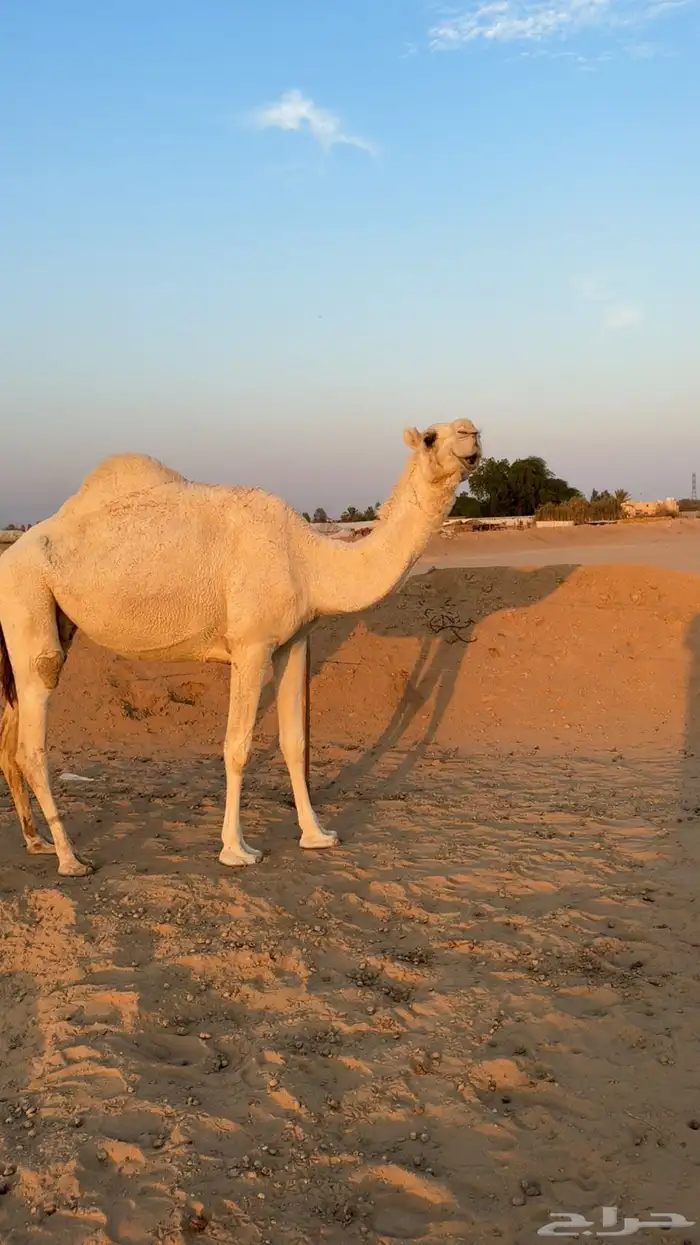 ضروبه كفو رمانيه 1