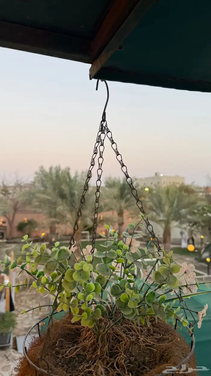 استراحه فالحرزاتتت من وحي الطبيعيه عرض 600 وسظ اسبوع 3