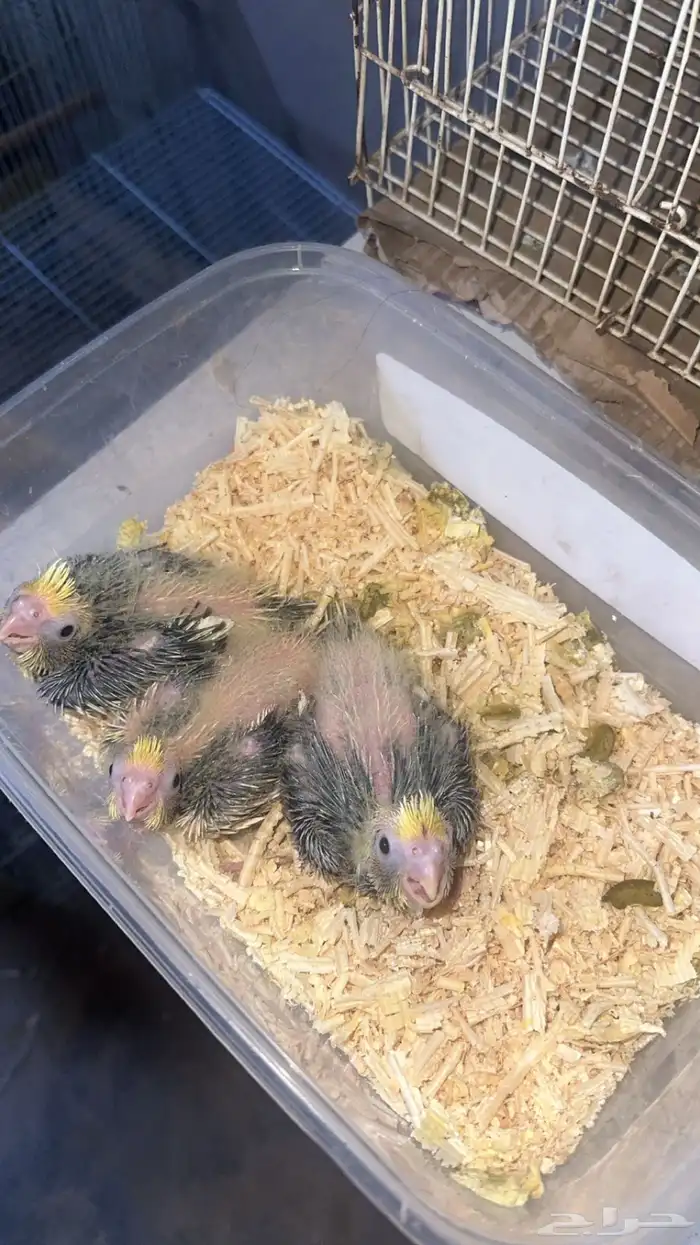 فروخ كروان 0