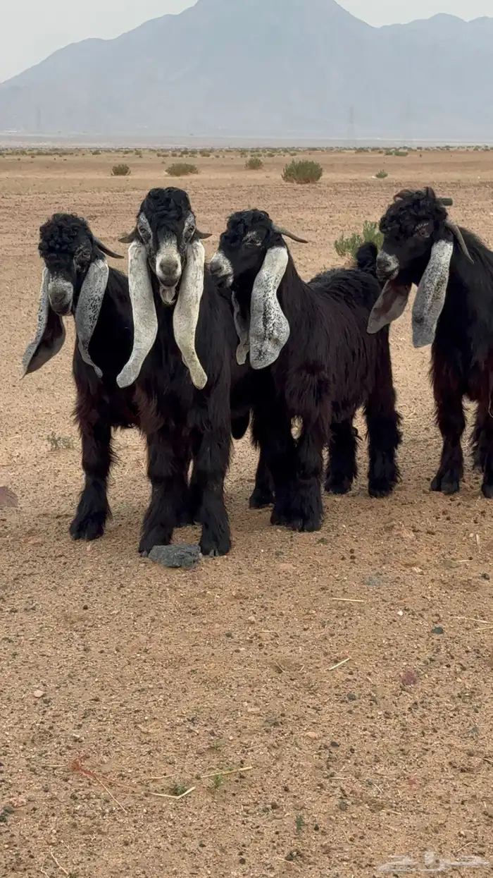 تيوس عوارض صنف 1