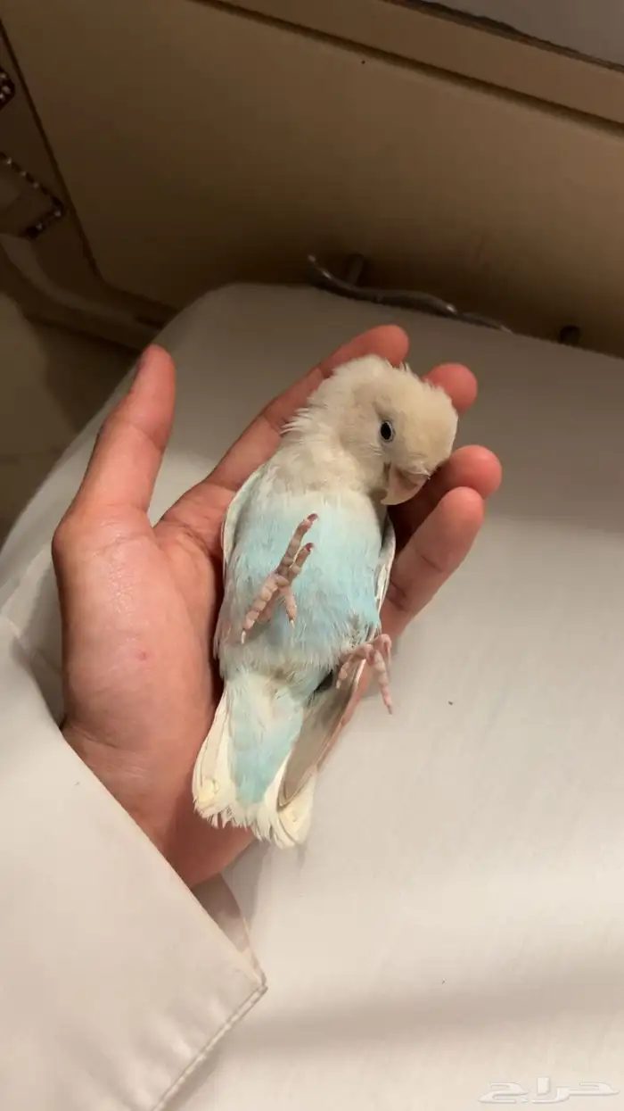 فرخ روز اليف وهدد نشبة 3