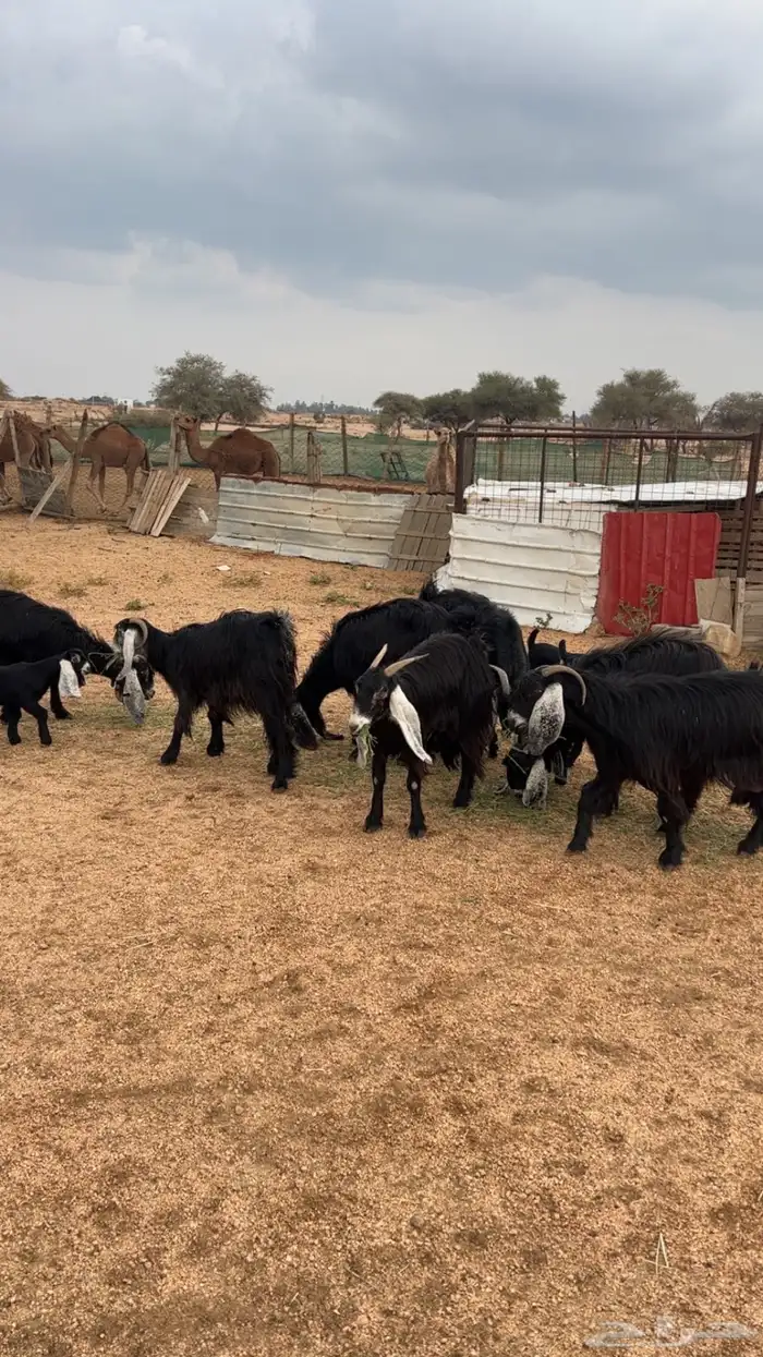 معزا خلفات 0