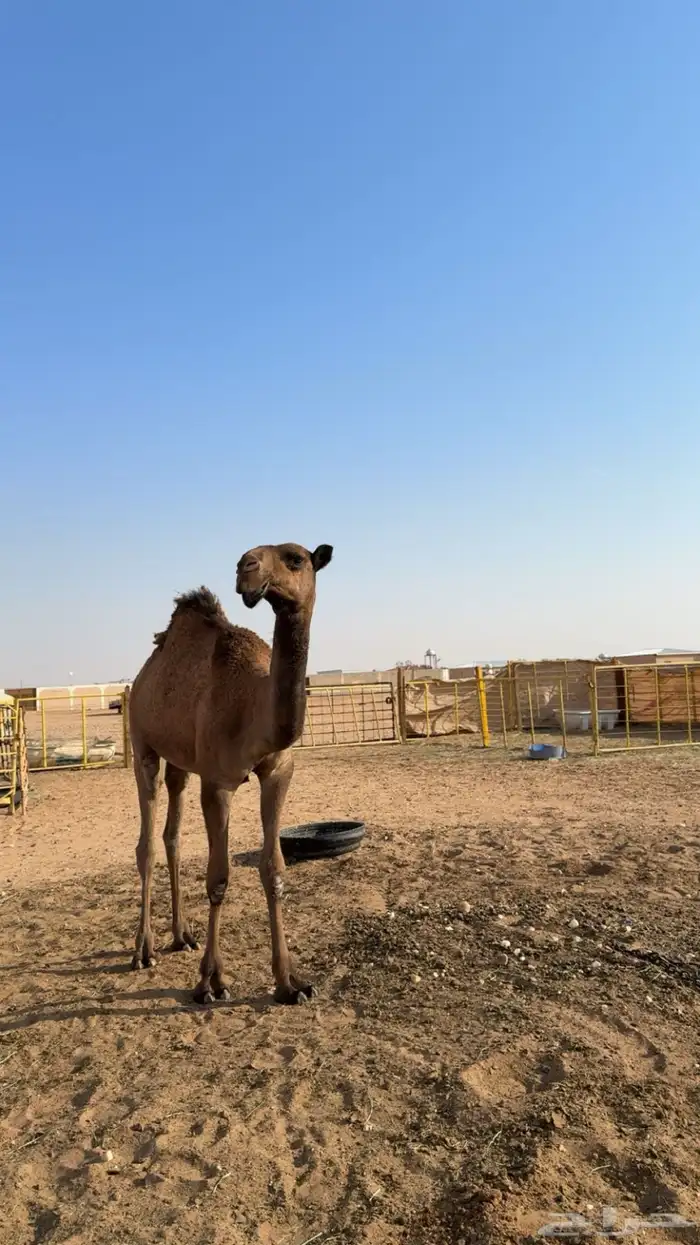 قعود دبياني 0