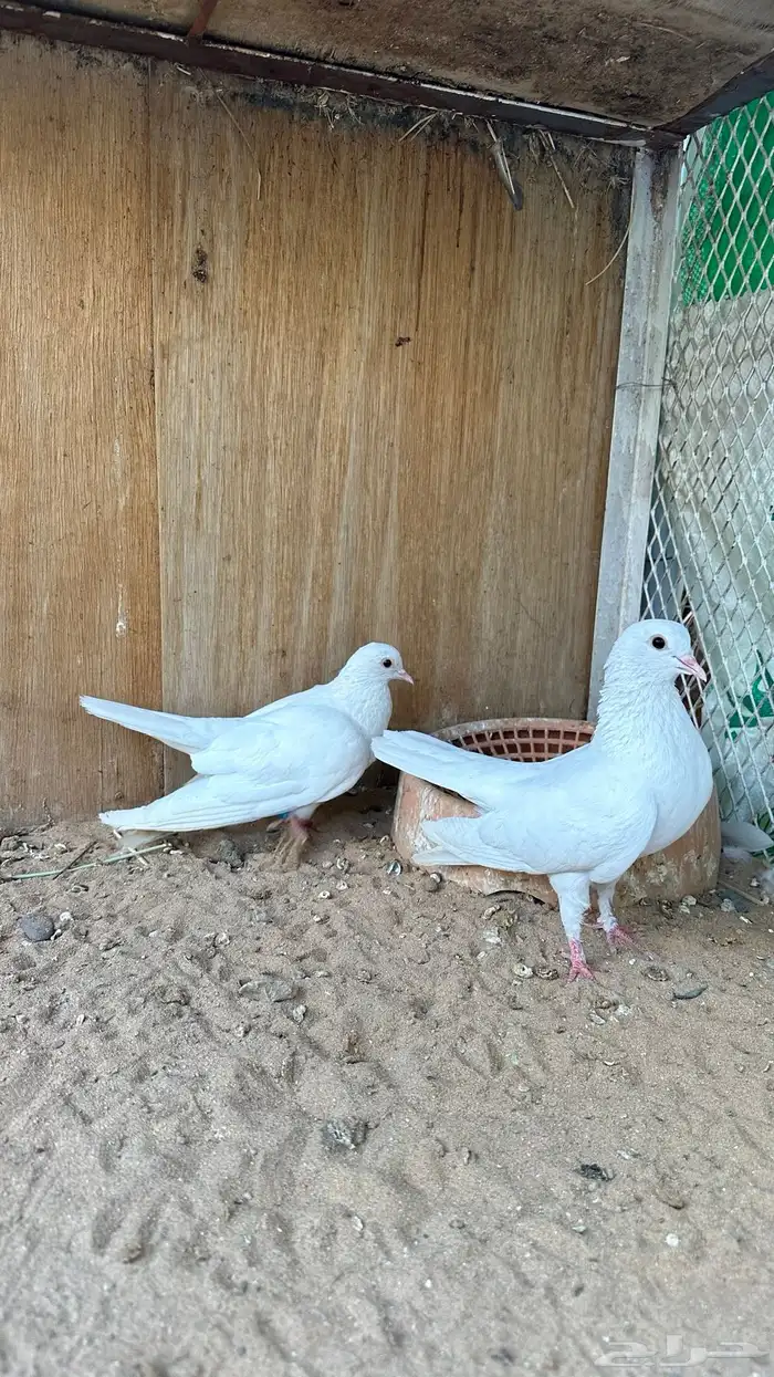 زوج صنعاني ابو شيبه 3