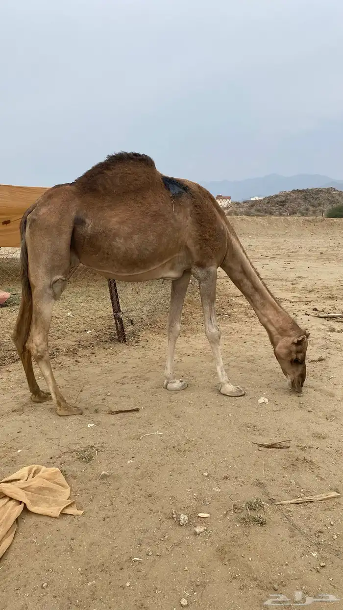 مدني مشروطه شرط 3