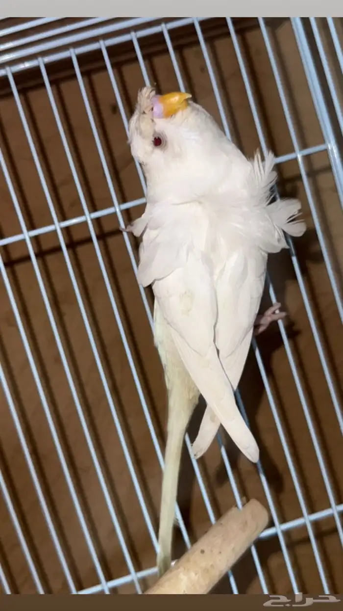بادجي هوقو مميز للبيع  Premium Hugoo Budgie for Sale 0